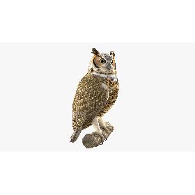 Owl 3D model